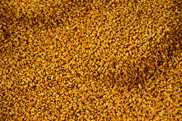 close up texture of corn