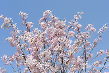 快晴の下の満開の桜