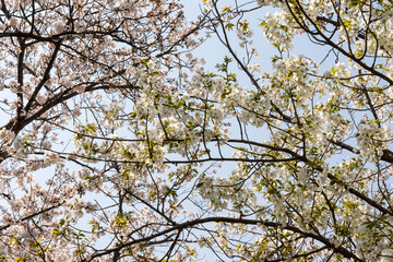 快晴の下の満開の桜
