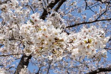 快晴の下の満開の桜