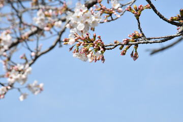桜の花　咲き始め　つぼみ