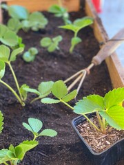Planting strawberry plants