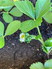 strawberry plant
