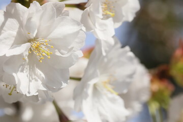 日本の春の花、桜