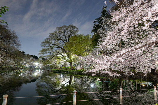 井の頭公園の夜桜　night view of Japanese garden with beautiful cherry blossoms