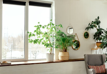Green corner with plants in the interior of the house. ficus in a wicker pot. Flowers on a stand....