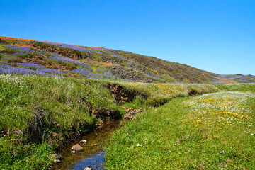 Fototapeta na wymiar Field of Wildflowers Mountain landscape in Oroville California; North Table Mountain Ecological Reserve; Northern California; Wildflowers