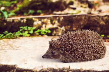 Hedgehog.