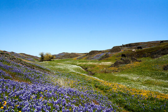 Table Mountain Field of Wildflowers landscape in Oroville California; North Table Mountain Ecological Reserve; Northern California; Wildflowers	