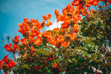 flor, ajardinar, flor, laranja, natureza, vermelho, planta, verde, verão, malmequer, amarelo,...