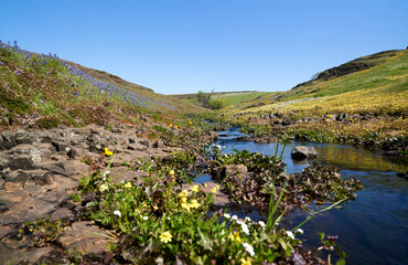 Field of Wildflowers Mountain landscape in Oroville California with Creek; North Table Mountain Ecological Reserve; Northern California; Wildflowers