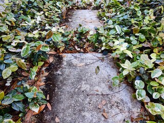 Overgrown Vined Path