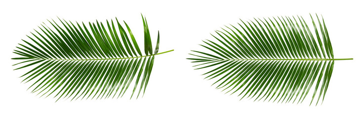 Palm leaves isolated