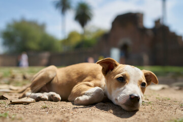 インドデリーのフマユーン廟の子犬