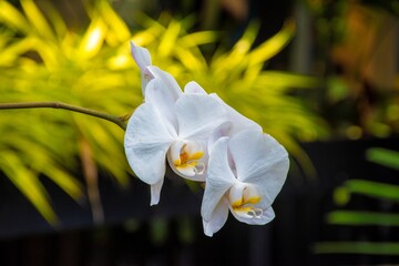 white and yellow orchids in the garden