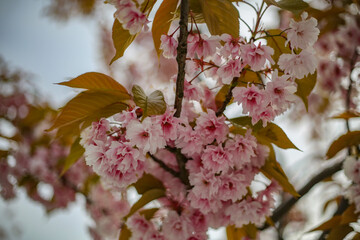 pink cherry blossom