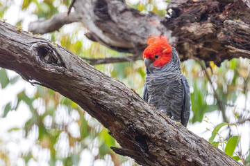 Male Gang-gang Cockatoo (Callocephalon fimbriatum) identified from the female with his a red head and crest.