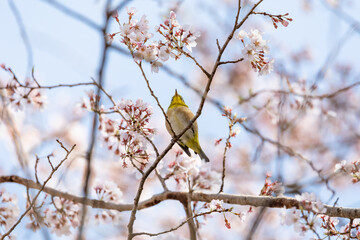 桜の花とメジロ
