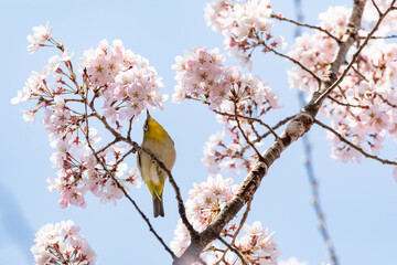 桜の花とメジロ