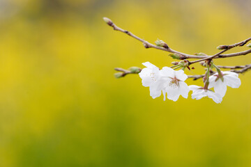 桜と菜の花