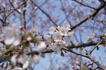 桜