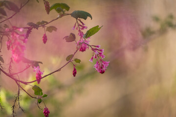 Selectively focused shallow depth of field colorful spring blossoms