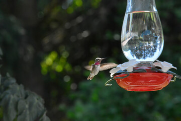 Hummingbird taking a drink of water