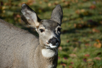 Hello deer.
