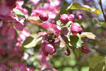 Napping honey bee