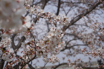 桜