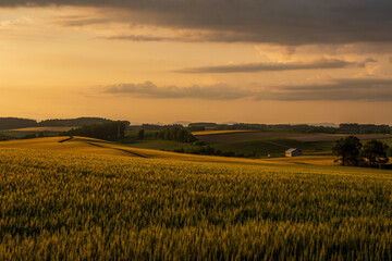 夏の美瑛町美馬牛 夕日に照らされた麦畑の風景