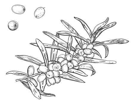 Hand drawn sketch black and white of sea buckthorn, berry, leaf. Vector illustration. Elements in graphic style label, sticker, menu, package. Engraved sea-buckthorn.
