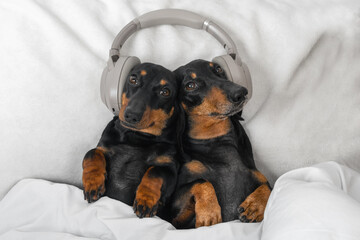 two cute dachshund dog wearing wireless headphones one for two listening to music lying in bed at home.