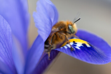 bee on blue flower