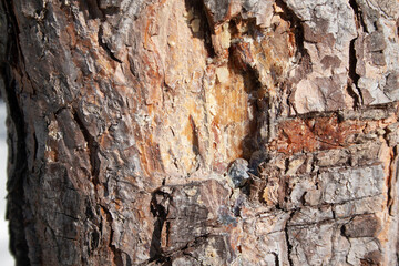 The stone pine, botanical name Pinus pinea
