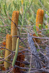 Heath Banksia tree in flower