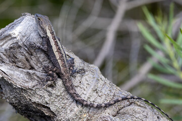 Jacky Dragon basking on Tree branch