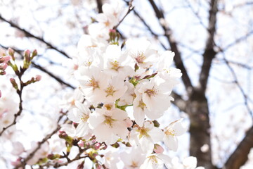 桜
