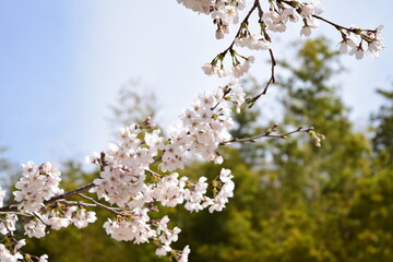 桜