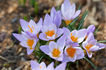 spring crocus flowers