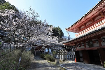 奈良県　壷阪寺の桜大仏