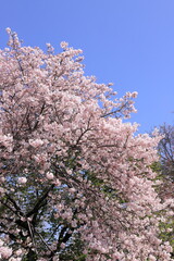 spring beauty in japan