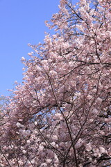 spring beauty in japan