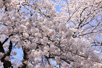 spring beauty in japan