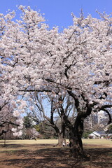 spring beauty in japan