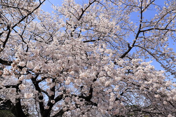 spring beauty in japan