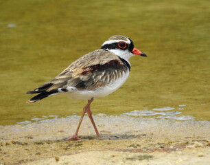 Black-fronted dotterel on a sandy shore