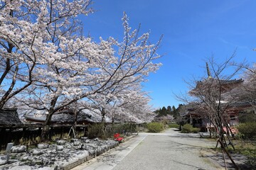 Fototapeta na wymiar 奈良県　壷阪寺の桜大仏