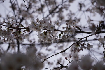 桜