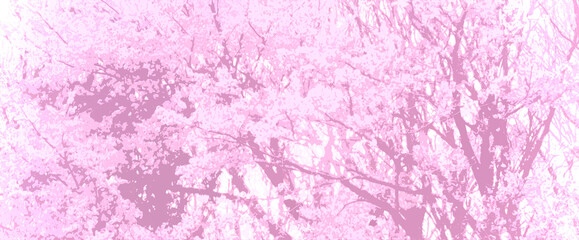 壁紙　桜